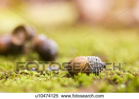 Stock Photography - Acorn on Ground. Fotosearch