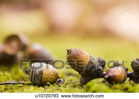 Stock Image - Acorns on Ground. Fotosearch