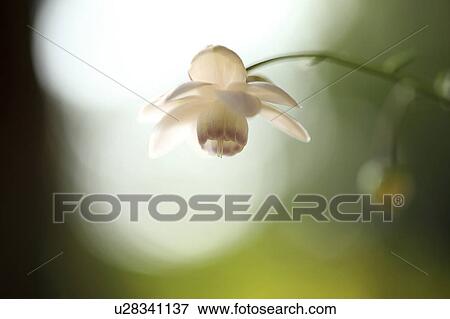 Stock Photo - Anemonopsis Flower. Fotosearch