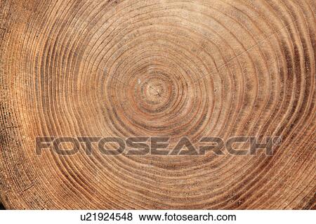 Stock Photo - Annual Ring. Fotosearch