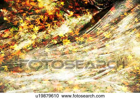 Stock Image - Autumnal leaves at the water surface. Fotosearch