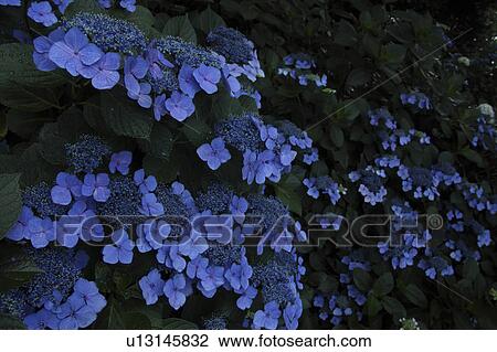 Blue Hydrangea Flowers View Large Photo Image Stock Image - Blue Hydrangea Flowers. Fotosearch