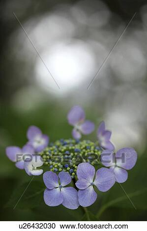 Blue Hydrangea Flowers View Large Photo Image Stock Image - Blue Hydrangea Flowers. Fotosearch