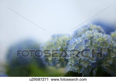 Stock Image - Blue Hydrangea Flowers. Fotosearch