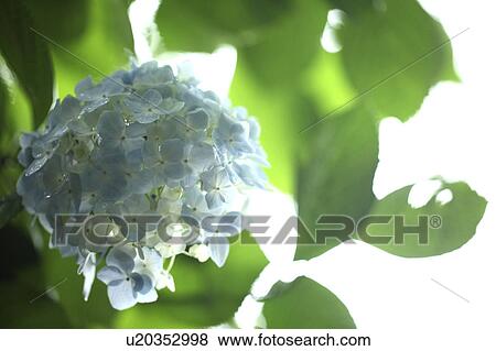 Stock Photo - Blue Hydrangea Flowers. Fotosearch