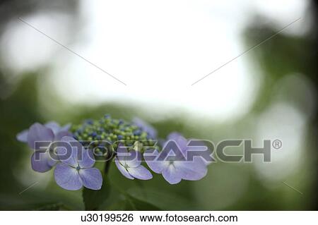 Blue Hydrangea Flowers View Large Photo Image Stock Photograph - Blue Hydrangea Flowers. Fotosearch