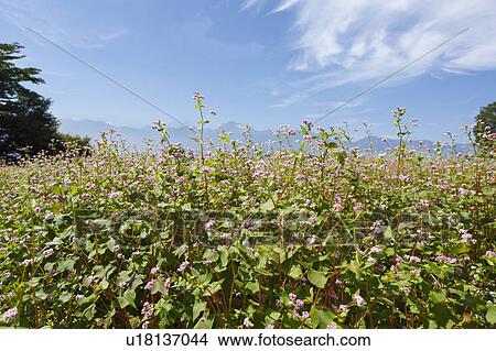 Buckwheat Flower Field View Large Photo Image Picture - Buckwheat Flower Field. Fotosearch