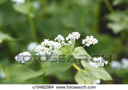 Picture - Buckwheat Flower. Fotosearch