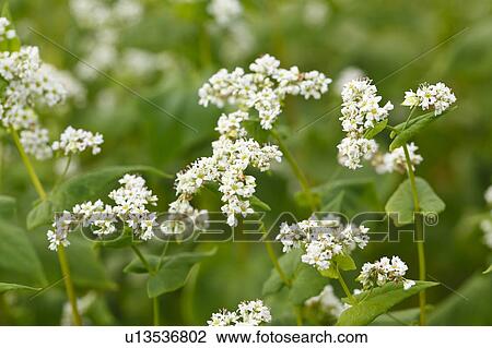 Buckwheat Flower View Large Photo Image Stock Image - Buckwheat Flower. Fotosearch