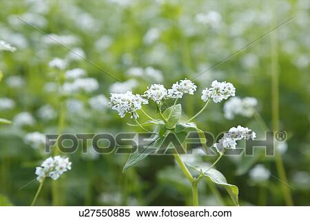 Stock Photography - Buckwheat Flower. Fotosearch