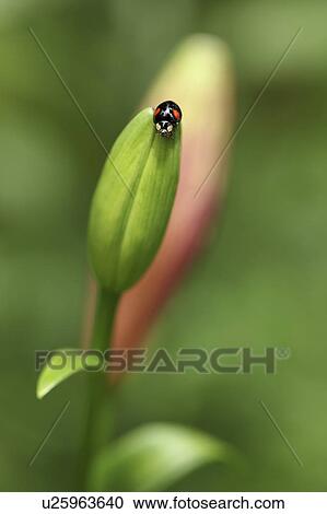 Stock Image - Bug on Bud of Lily. Fotosearch