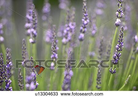 Stock Image - Butterfly on Lavender Flowers. Fotosearch