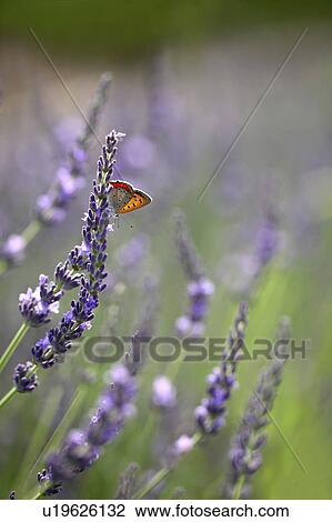 Butterfly on Lavender Flowers View Large Photo Image Stock Image - Butterfly on Lavender Flowers. Fotosearch