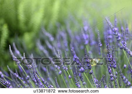 Stock Image - Butterfly on Lavender. Fotosearch