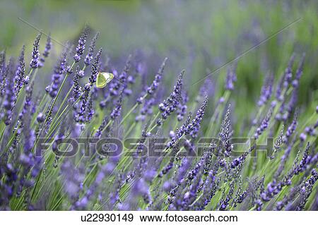 Butterfly on Lavender View Large Photo Image Stock Photo - Butterfly on Lavender. Fotosearch