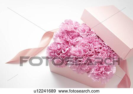 Carnation Flowers in Box View Large Photo Image Stock Photo - Carnation Flowers in Box. Fotosearch