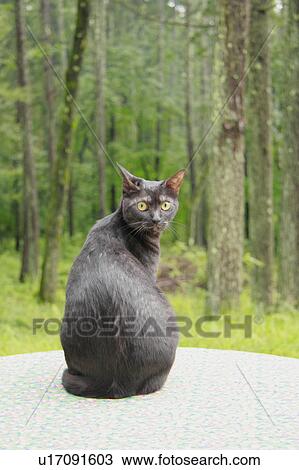 Stock Image - Cat turning at camera, Nagano Prefecture, Honshu, Japan. Fotosearch