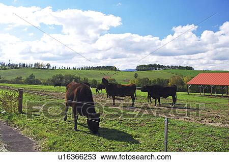 Stock Image - Cattle in Biei Grazing. Fotosearch