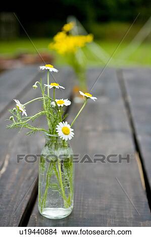 Picture - Chamomile in vase. Fotosearch