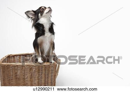 Chihuahua in Basket Looking Up View Large Photo Image Stock Image - Chihuahua in Basket Looking Up. Fotosearch