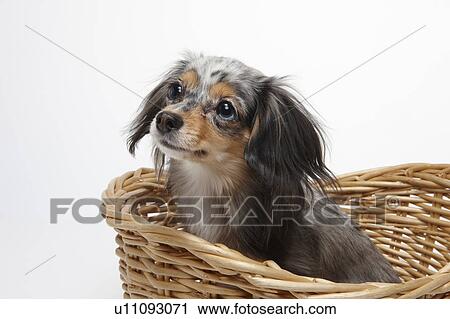 Stock Image - Chihuahua in Basket. Fotosearch
