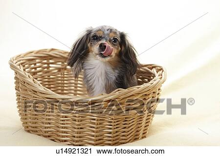 Chihuahua in Basket View Large Photo Image Stock Image - Chihuahua in Basket. Fotosearch
