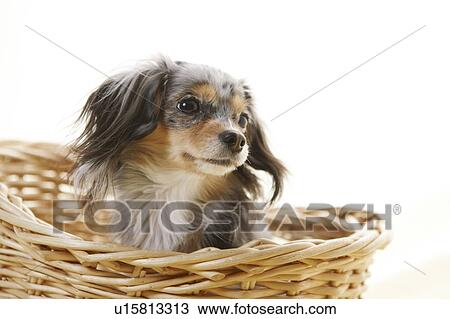 Stock Image - Chihuahua in Basket. Fotosearch