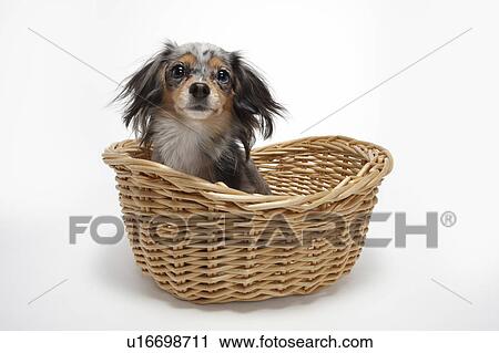Chihuahua in Basket View Large Photo Image Stock Image - Chihuahua in Basket. Fotosearch
