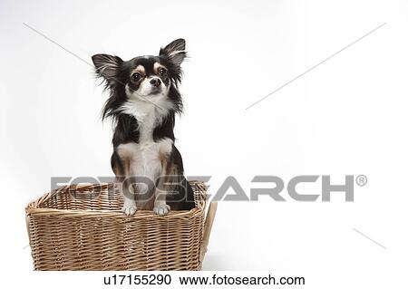 Stock Image - Chihuahua in Basket. Fotosearch