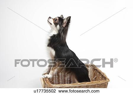 Chihuahua in Basket View Large Photo Image Stock Image - Chihuahua in Basket. Fotosearch