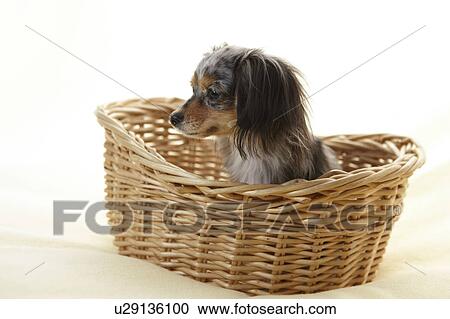 Chihuahua in Basket View Large Photo Image Stock Image - Chihuahua in Basket. Fotosearch