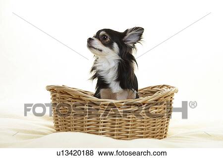 Stock Photo - Chihuahua in Basket. Fotosearch