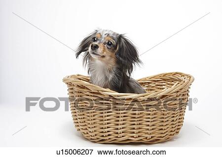 Chihuahua in Basket View Large Photo Image Stock Photo - Chihuahua in Basket. Fotosearch