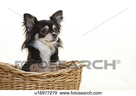 Chihuahua in Basket View Large Photo Image Stock Photo - Chihuahua in Basket. Fotosearch