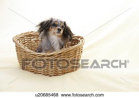 Stock Photo - Chihuahua in Basket. Fotosearch