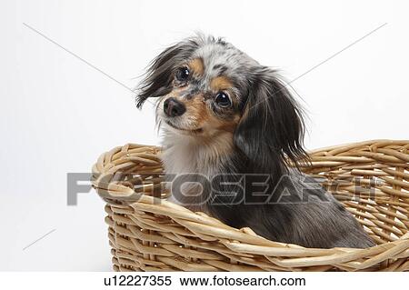 Stock Photography - Chihuahua in Basket. Fotosearch