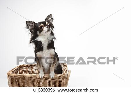 Stock Photography - Chihuahua in Basket. Fotosearch