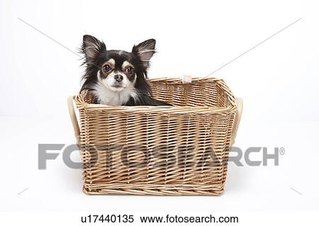 Stock Photography - Chihuahua in Basket. Fotosearch