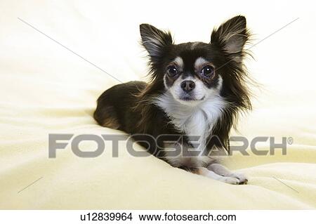 Picture - Chihuahua. Fotosearch