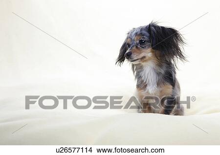 Chihuahua View Large Photo Image Picture - Chihuahua. Fotosearch