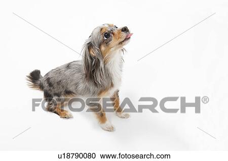 Chihuahua Sticking Out Tongue View Large Photo Image Stock Image - Chihuahua Sticking Out Tongue. Fotosearch