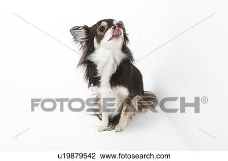 Chihuahua Sticking Out Tongue View Large Photo Image Stock Image - Chihuahua Sticking Out Tongue. Fotosearch