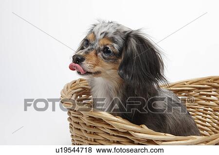 Stock Photo - Chihuahua Sticking Out Tongue. Fotosearch