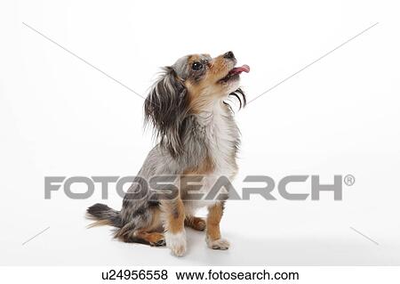 Chihuahua Sticking Out Tongue View Large Photo Image Stock Photo - Chihuahua Sticking Out Tongue. Fotosearch
