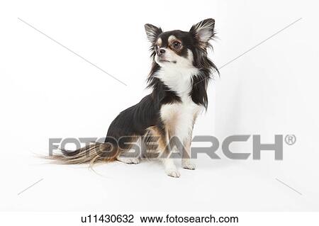 Chihuahua View Large Photo Image Stock Image - Chihuahua. Fotosearch