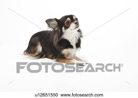 Stock Image - Chihuahua. Fotosearch