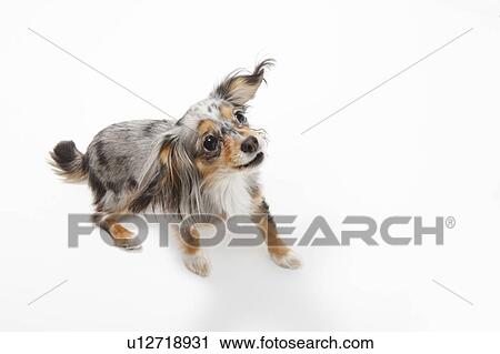Chihuahua View Large Photo Image Stock Image - Chihuahua. Fotosearch