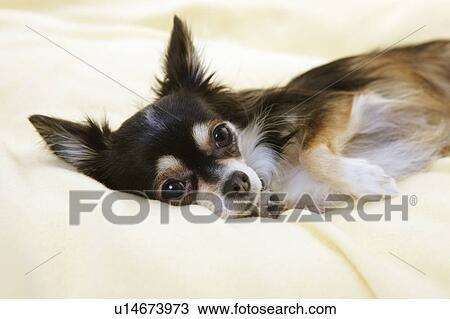 Stock Image - Chihuahua. Fotosearch