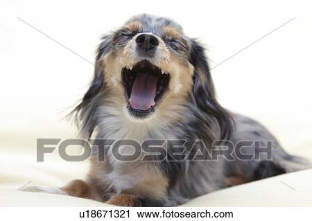 Stock Image - Chihuahua. Fotosearch