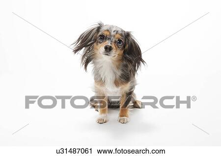 Stock Image - Chihuahua. Fotosearch